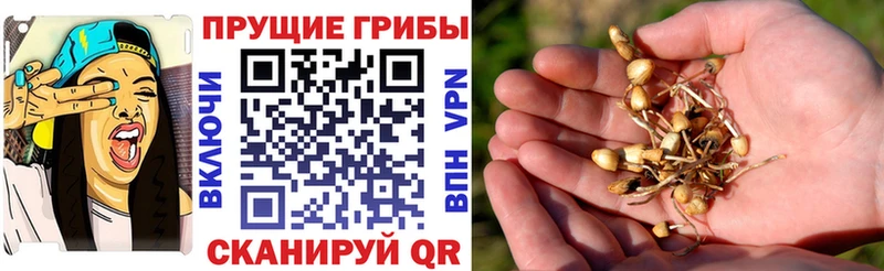 Галлюциногенные грибы мицелий  дарнет шоп  Ряжск 
